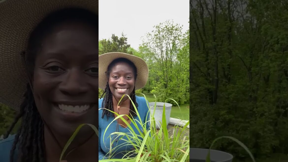 Container Garden/Lemongrass #fyp #fypp #containergardening #lemongrass #plantingtime #backyardgarden