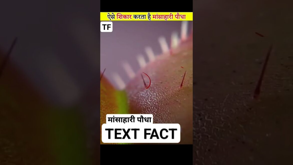 मांसाहारी पौधा!! #shorts #plants मांसाहारी पौधा!! #shorts #plants