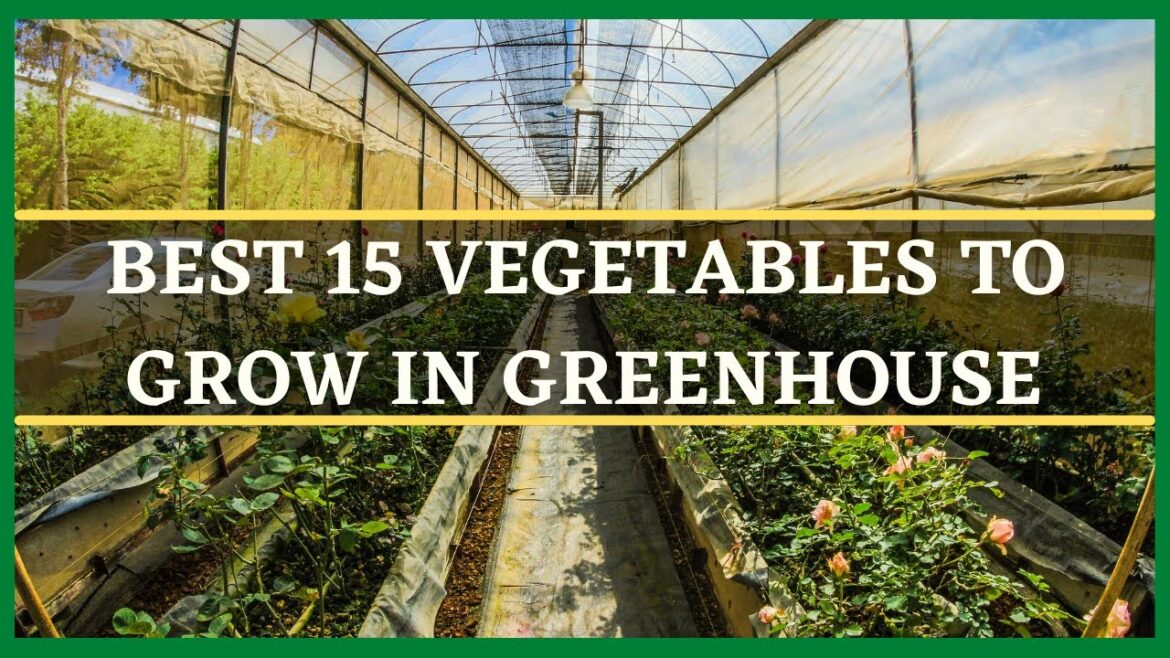 GREENHOUSE FARMING: BEST 15 VEGETABLES TO GROW IN GREENHOUSE | GREENHOUSE VEGETABLE GARDENING GREENHOUSE FARMING: BEST 15 VEGETABLES TO GROW IN GREENHOUSE | GREENHOUSE VEGETABLE GARDENING
