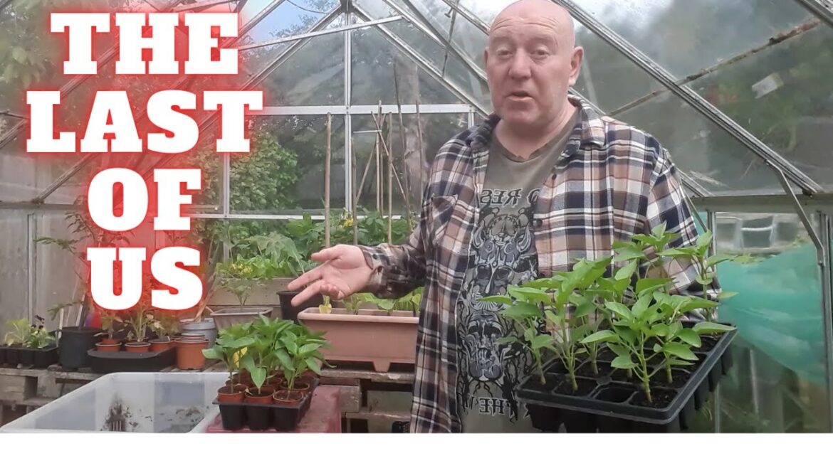 The Last Of Us[ Gardening Allotment UK] [Grow Vegetables At Home ]