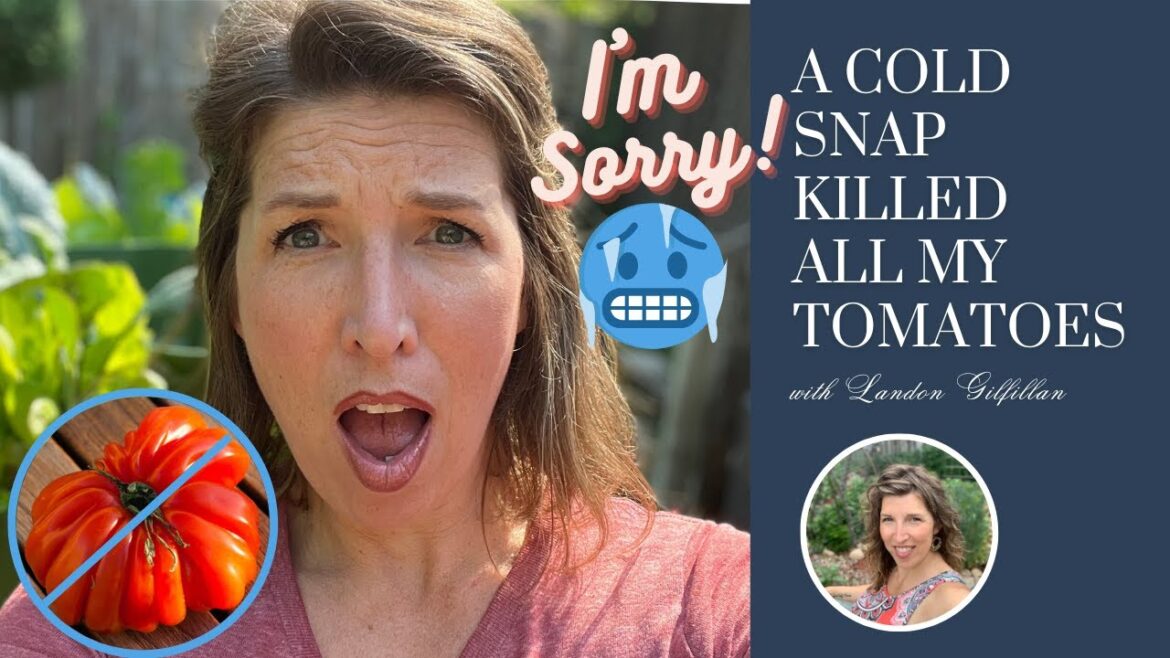 A Cold Snap Killed All My Tomatoes! (Here's My Plan for Tomato Recovery) | Garden 2023