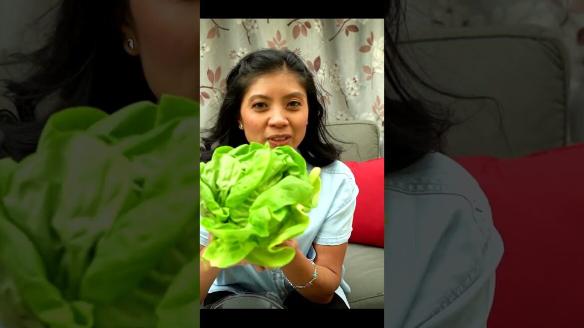 Dirt Cheap: Growing vegetables from the produce aisle in your garden