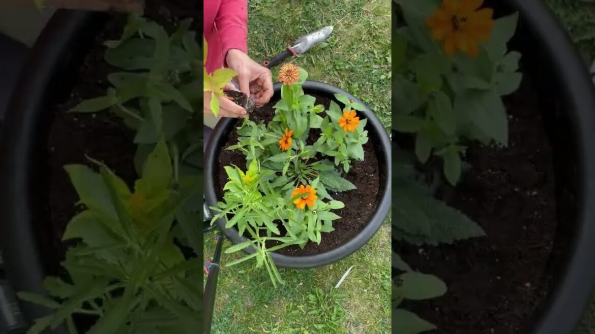 Pollinator Magnet with this container filled with AAS Winners!