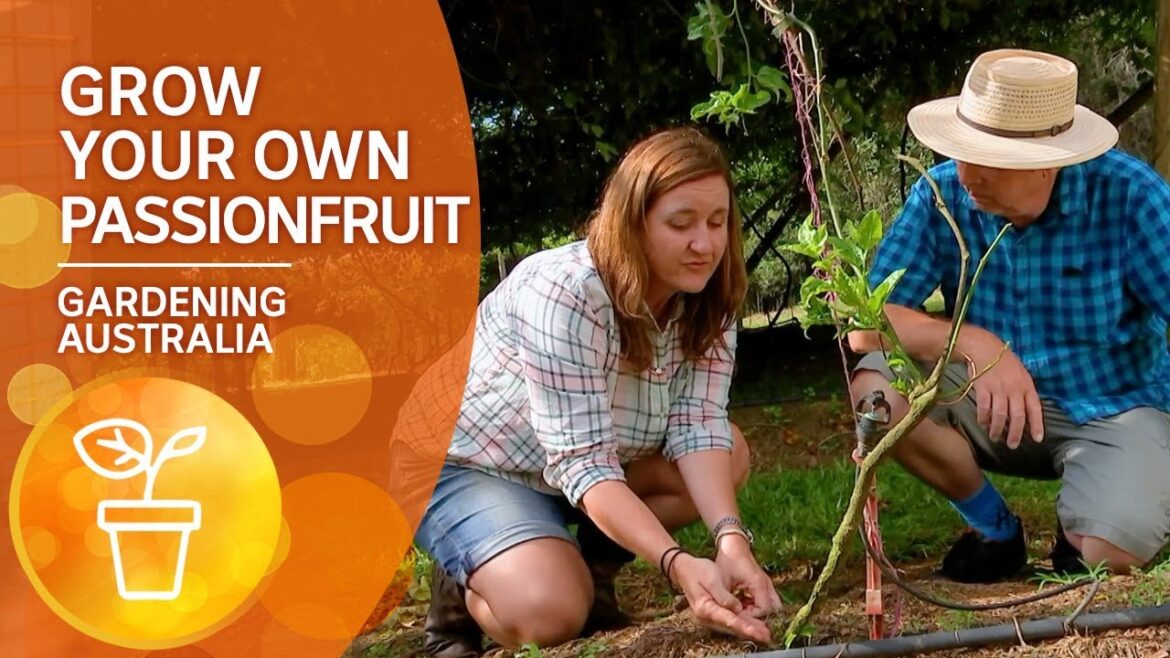 How to grow your own passionfruit