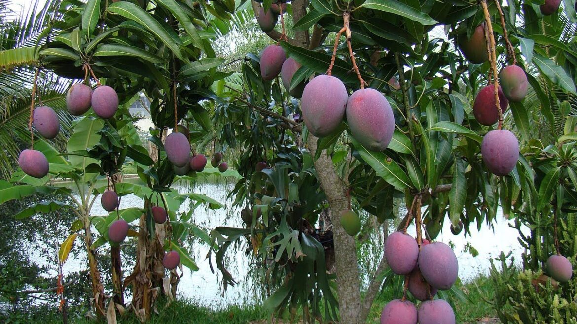 Exploring the Enchanting Mango Garden in Rajshahi | A Tropical Delight Exploring the Enchanting Mango Garden in Rajshahi | A Tropical Delight