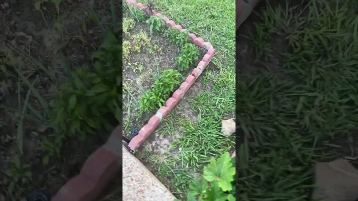 Vegetable garden #shorts