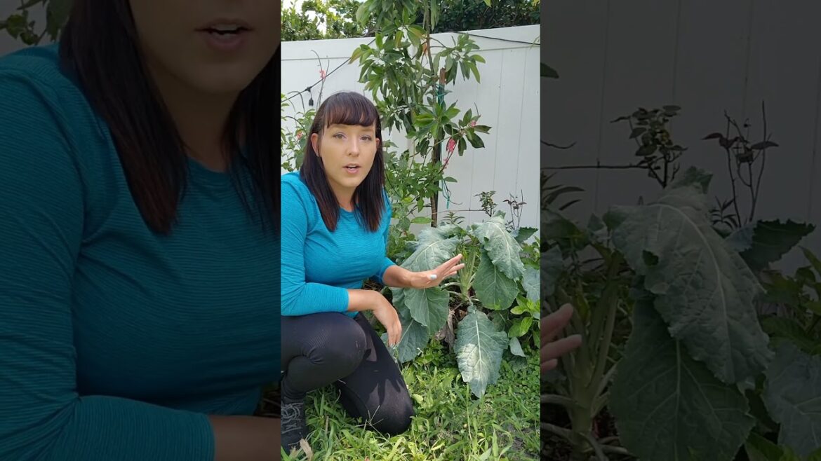 Does your drooping plant need water? #plants #garden #gardeningtips #permaculture #floridagardening Does your drooping plant need water? #plants #garden #gardeningtips #permaculture #floridagardening