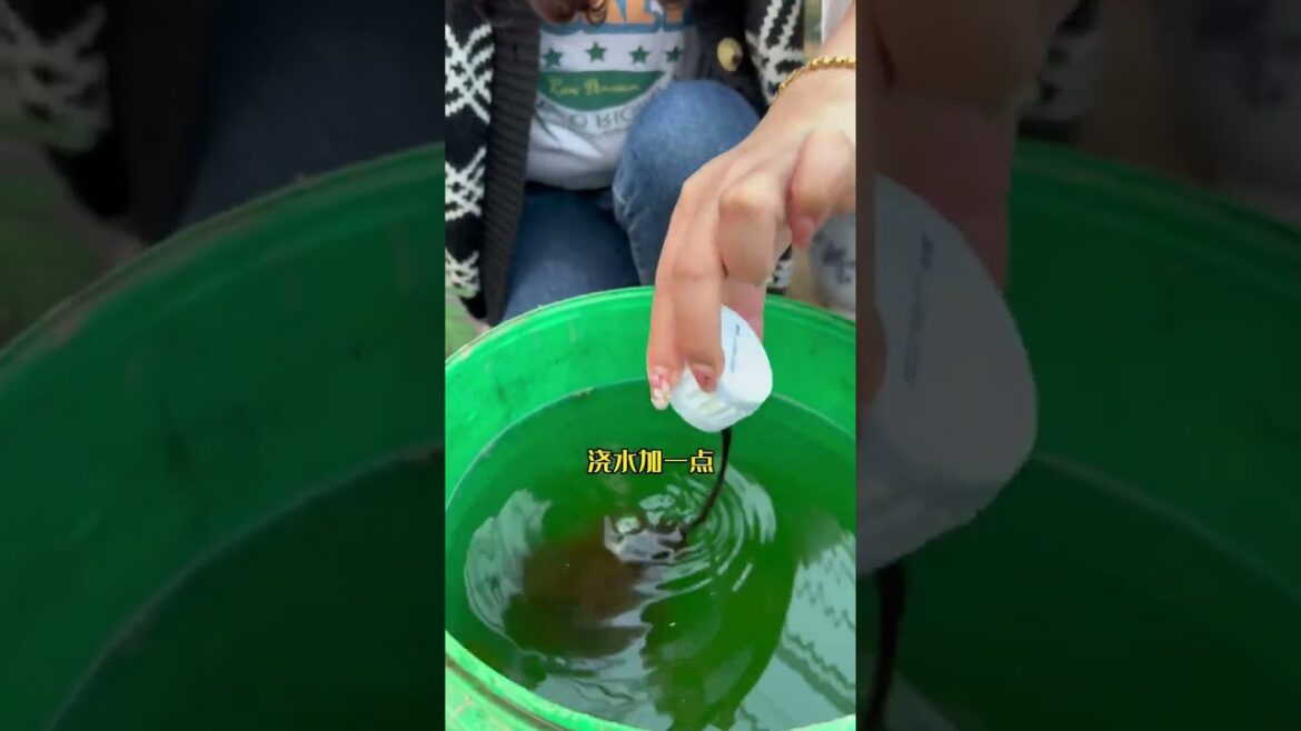 I growing garden at home by Meimei/ Vegetable