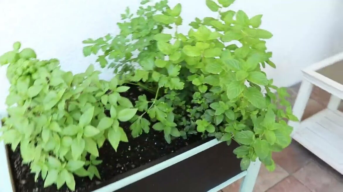 May Garden Tour 2023 | Zone 9b | Small Space Container Garden