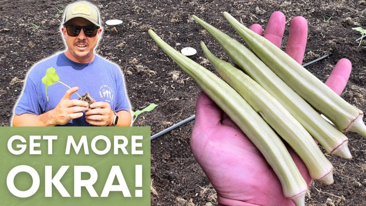 Harvest More Okra Per Plant with These! Harvest More Okra Per Plant with These!
