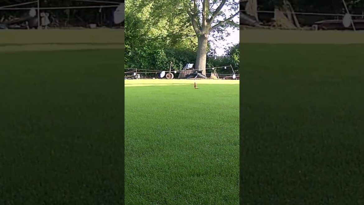 Witness the Journey of a Fresh Lawn Growing from Seed ｜Time Lapse