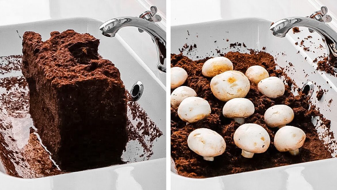 I grew mushrooms at my Backyard. Cool Garden Ideas I grew mushrooms at my Backyard. Cool Garden Ideas