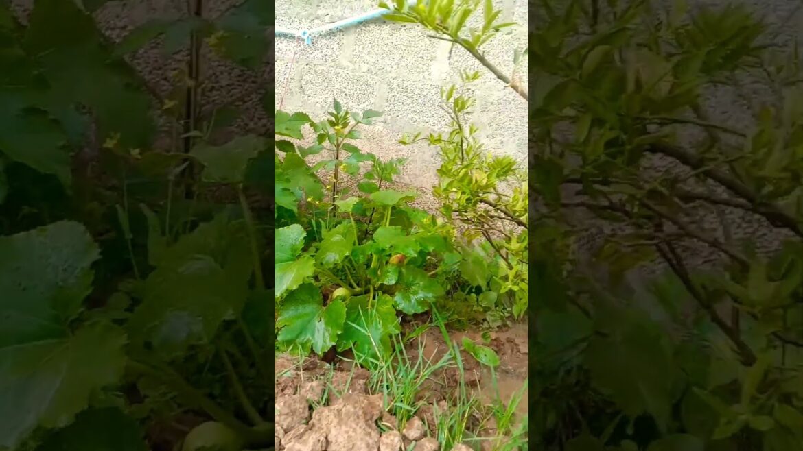 Grow vegetables quickly #homegardening #shorts