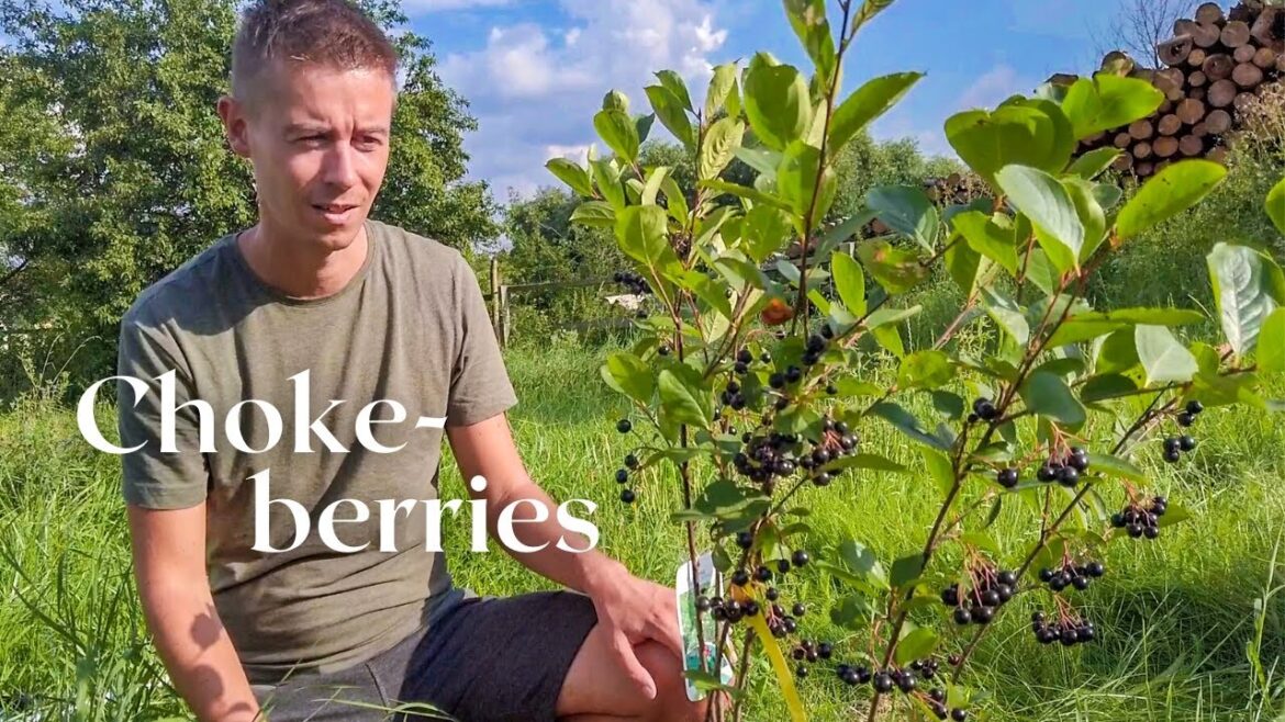 Growing Our Own Berries | Planting an Edible Hedge in Our Permaculture Garden