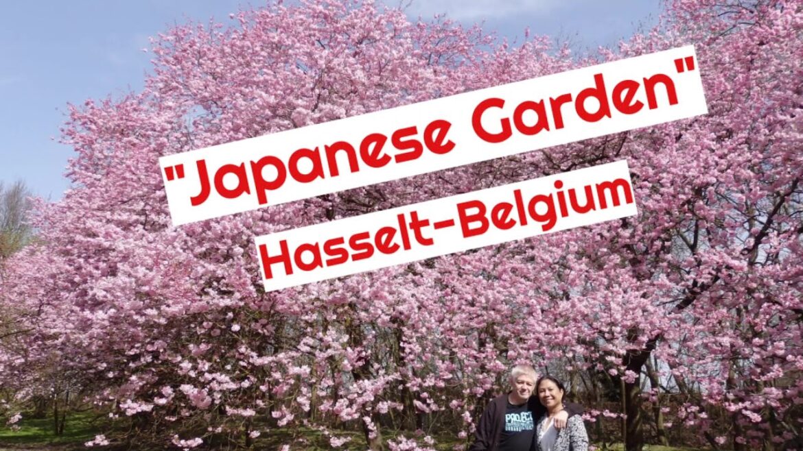 "JAPANESE GARDEN-HASSELT" / 2018 / AMAZING CHERRY BLOSSOMS  / Ella'slife