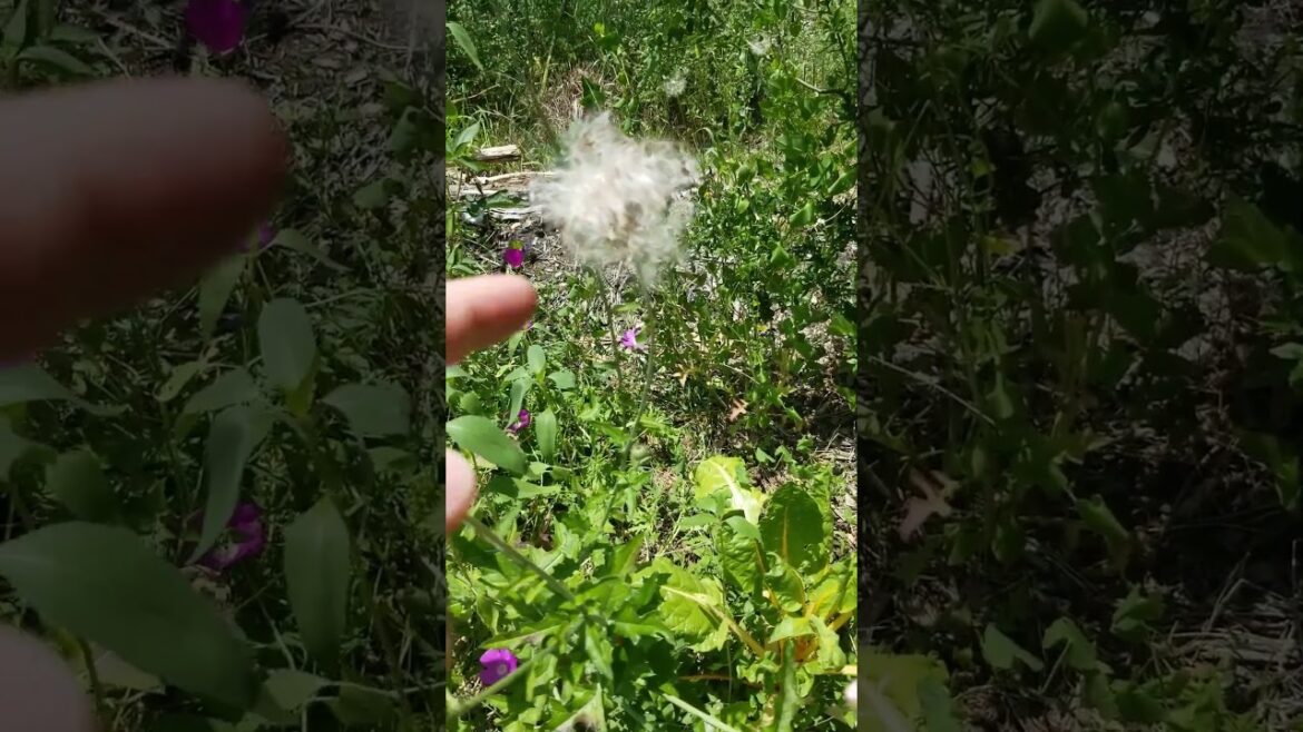 Texas Thistle | Native Wild Edible Weed | Abundant Easy To Grow | Cross Timbers Permaculture Garden