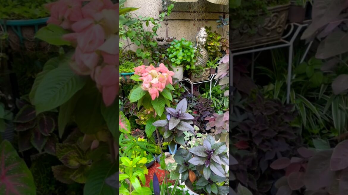 Beautiful & thick container garden #gardeningaesthetics #urbanjungle #indoorplants #balconygarden