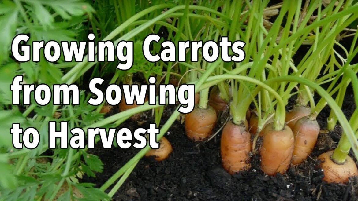 Growing Carrots from Sowing to Harvest Growing Carrots from Sowing to Harvest