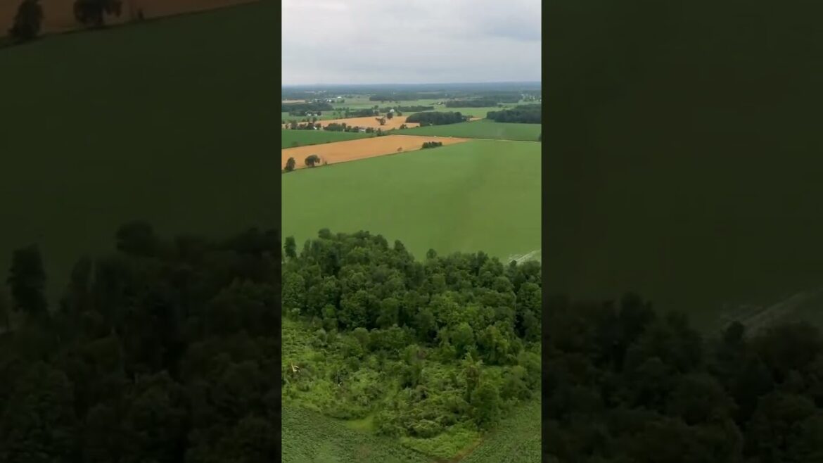 Discover the Enchanting Beauty of a Lush Grassland