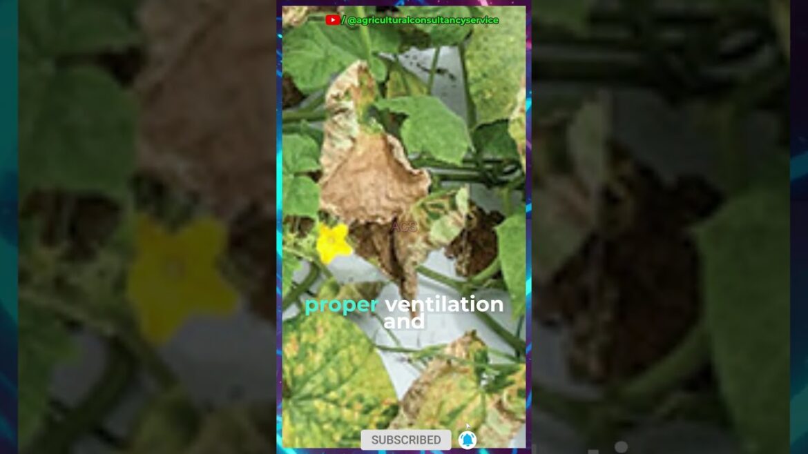 Downy mildew attack on cucumber #shorts #cucumber #diseases Downy mildew attack on cucumber #shorts #cucumber #diseases