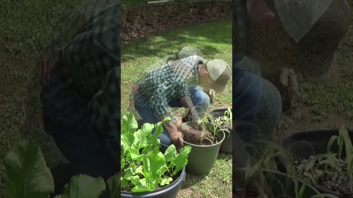 Building your bucket garden #shorts #garden #containergarden Building your bucket garden #shorts #garden #containergarden