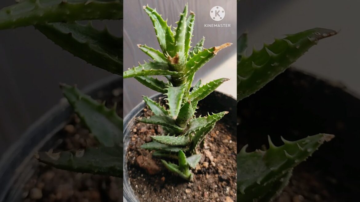 Tiger tooth Aloe@Rooted Greens #shorts #grow #plants #howto #viral #gardening #shortvideos #indoor