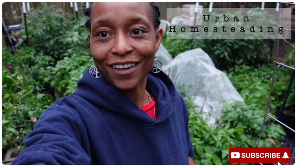 Weekday Chores | Quail Talk | I Made a Decision (Urban Homesteading) Weekday Chores | Quail Talk | I Made a Decision (Urban Homesteading)