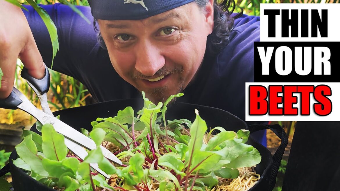 Tips For Thinning Beets – Garden Quickie Episode 152 Tips For Thinning Beets - Garden Quickie Episode 152