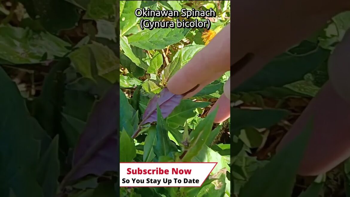 #shorts Top 9 Edible Landscape Plants