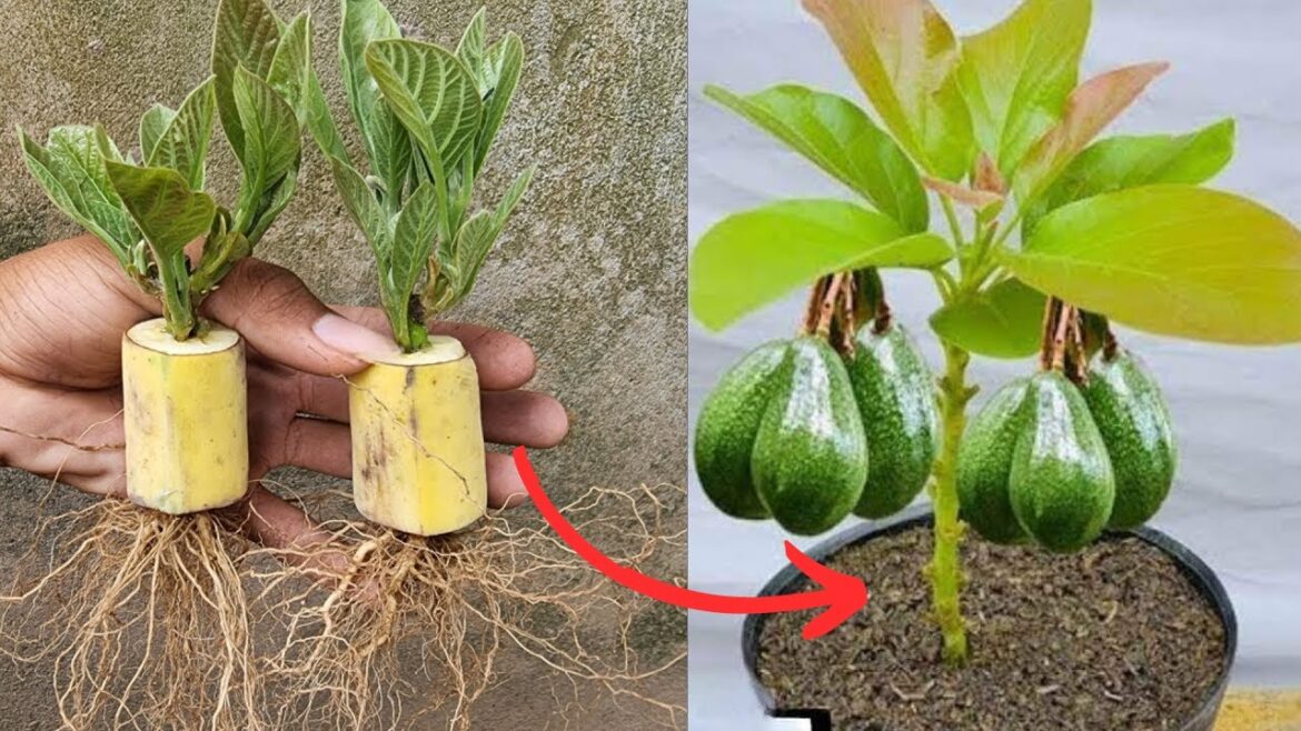 I discovered an efficient method to quickly propagate avocado trees