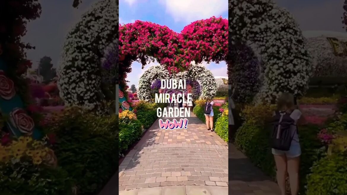 DUBAI : Miracle Garden #dubai #trending #viral #shorts #shortsvideo #short