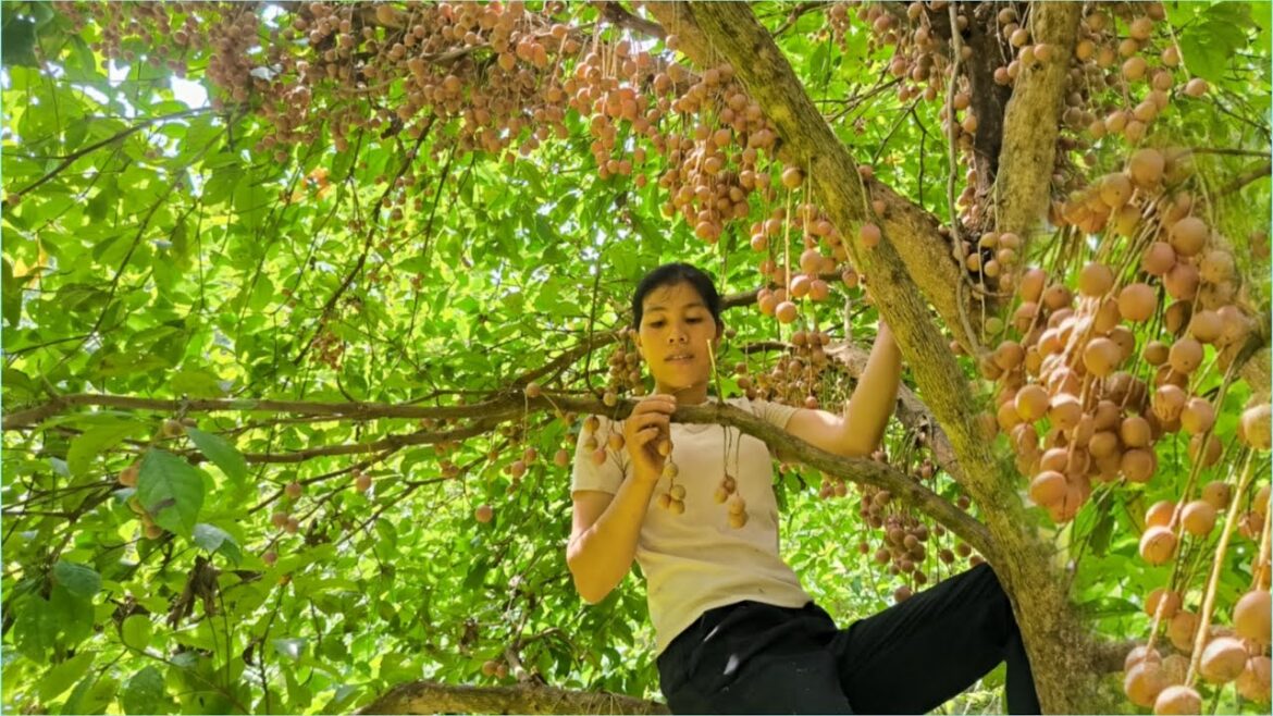 Harvest fireballs to bring to the market.Vegetable gardening, daily life