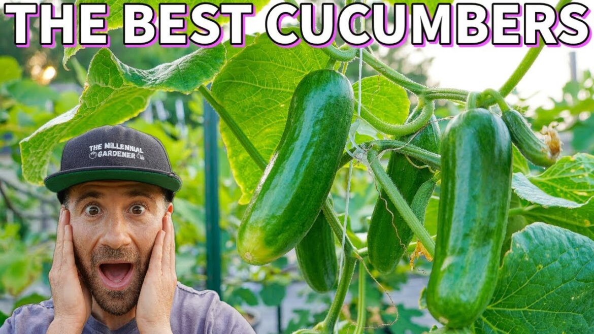 These Are The BEST CUCUMBERS I’ve EVER Grown! WOW! These Are The BEST CUCUMBERS I've EVER Grown! WOW!