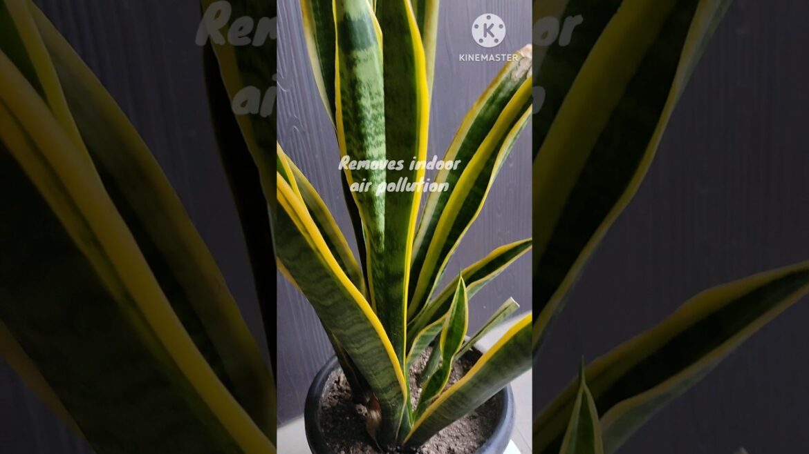 Sansevieria trifasciata@Rooted Greens #shorts #viral #indoor #shortvideos #garden #plants #howto