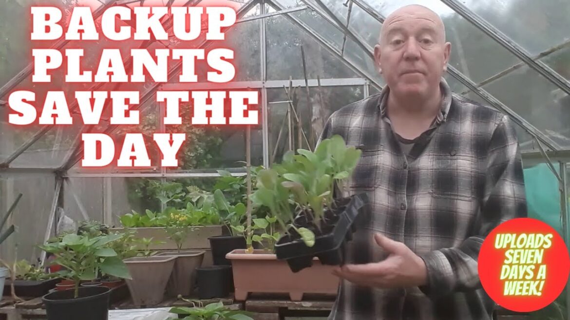 Backup Plants Save The Day [Gardening Allotment UK] [Grow Vegetables At Home ]