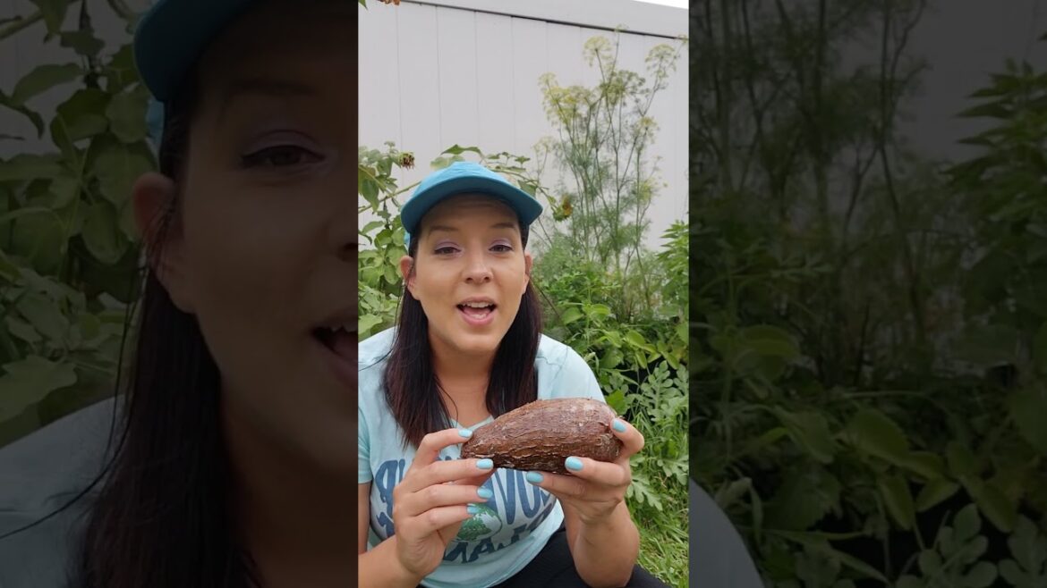 How to Grow Yuca aka Cassava Roots #yuca #cassava #gardeningtips #permaculture #homestead #plants