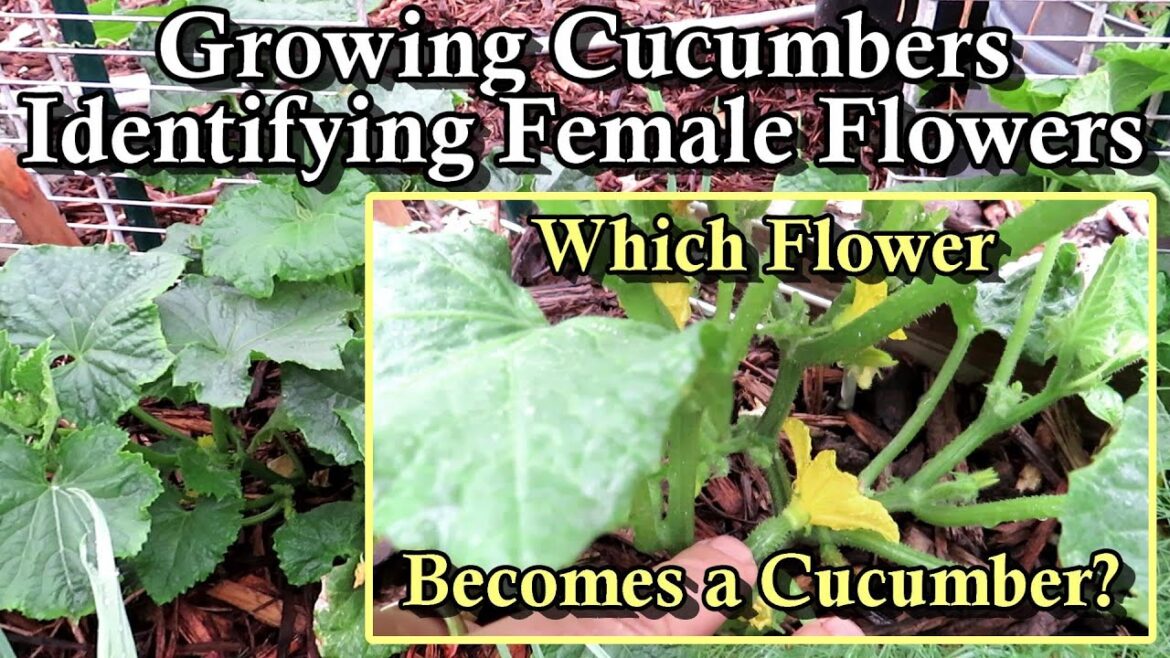 Gary Pilarchik: How to Grow Cucumbers – Identifying Male & Female Flowers and Watering Frequency with Examples How to Grow Cucumbers - Identifying Male & Female Flowers and Watering Frequency with Examples