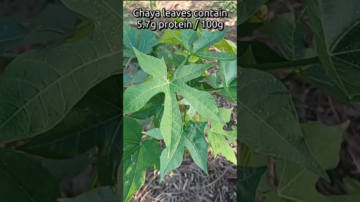 #shorts Grow This High Protein Bush/Tree In Florida #shorts Grow This High Protein Bush/Tree In Florida