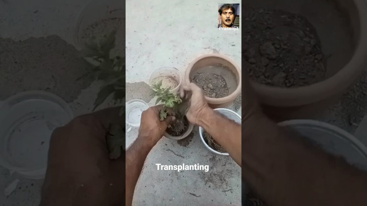 Gardening #shorts #transplant #youtubeshorts #trending Gardening #shorts #transplant #youtubeshorts #trending