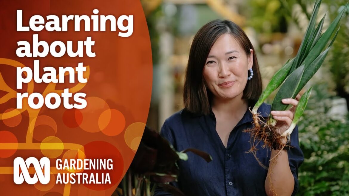 How to keep plant roots healthy & divide them for more plants | Gardening 101 | Gardening Australia How to keep plant roots healthy & divide them for more plants | Gardening 101 | Gardening Australia