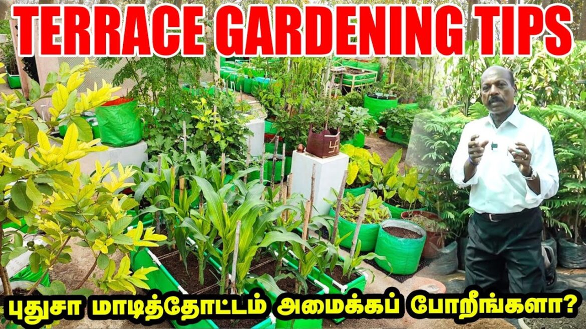 Terrace Gardening Tips in Tamil | புதுசா மாடித்தோட்டம் அமைக்கப் போறீங்களா? | Expert Advice Terrace Gardening Tips in Tamil | புதுசா மாடித்தோட்டம் அமைக்கப் போறீங்களா? | Expert Advice