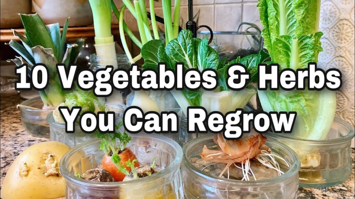 10 Vegetables You Can Regrow from Kitchen Scraps – Get FREE SEEDS! 10 Vegetables You Can Regrow from Kitchen Scraps - Get FREE SEEDS!