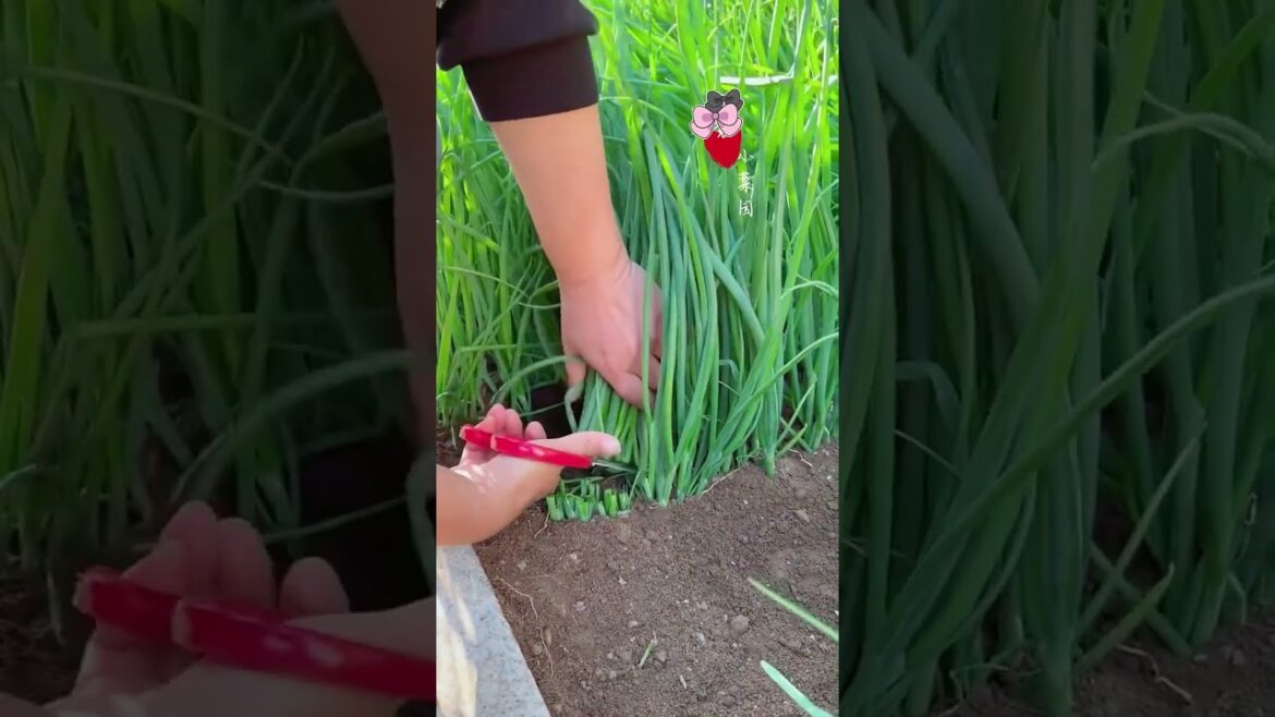 gardening ideas for home/ Inspiring vegetable /plants gardening ideas for home/ Inspiring vegetable /plants