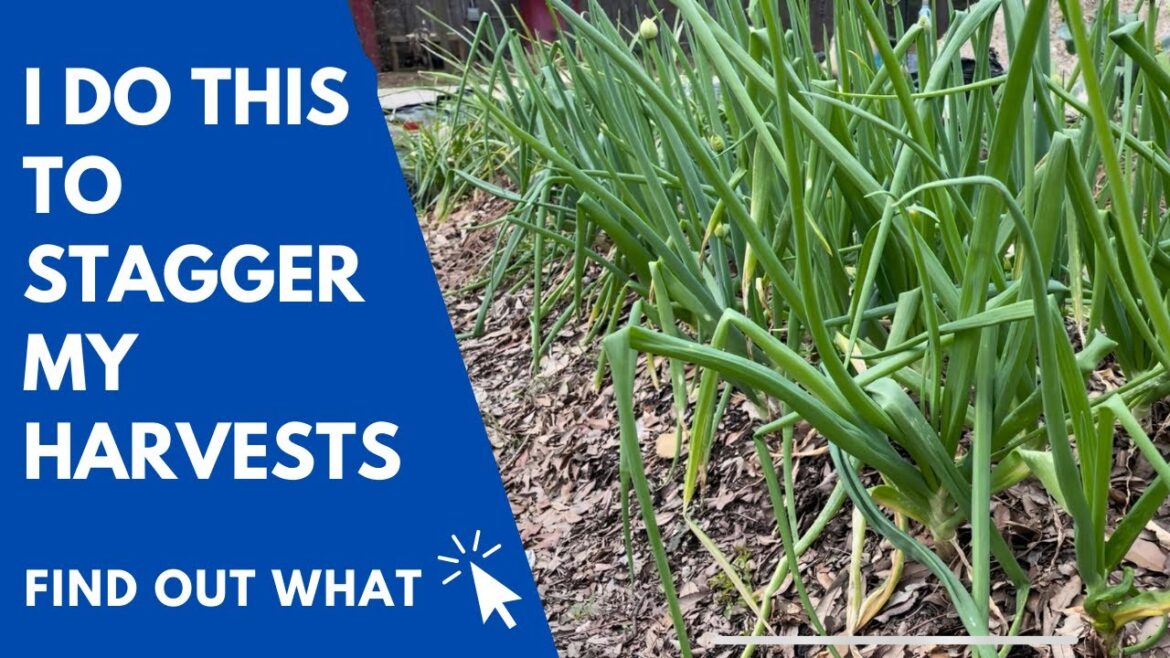 How to Succession Plant in your Backyard Garden How to Succession Plant in your Backyard Garden