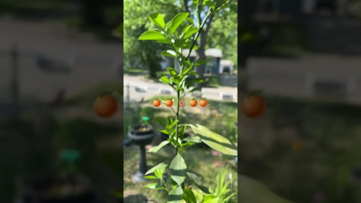 ππ#calamondin #Growing calamondin #container gardening ππ#calamondin #Growing calamondin #container gardening