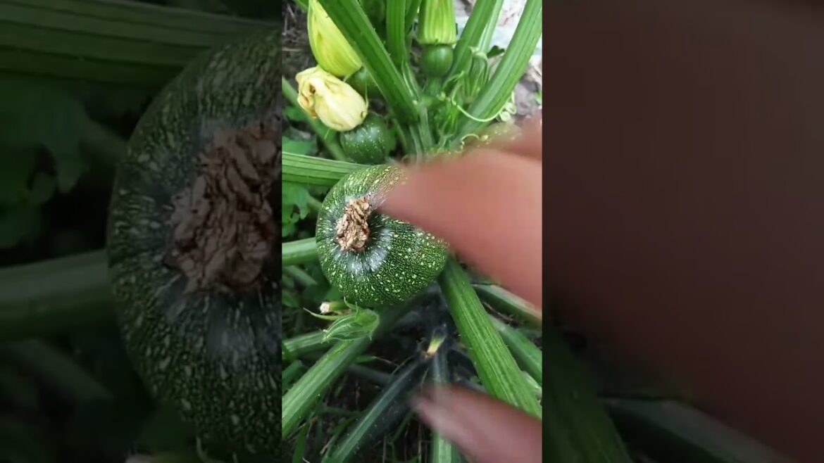 gardening ideas for home/ Inspiring vegetable /plants gardening ideas for home/ Inspiring vegetable /plants