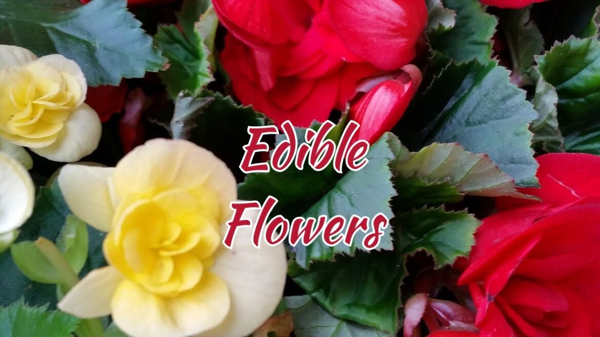 "Edible Flowers: A Feast for the Senses and the Palate"