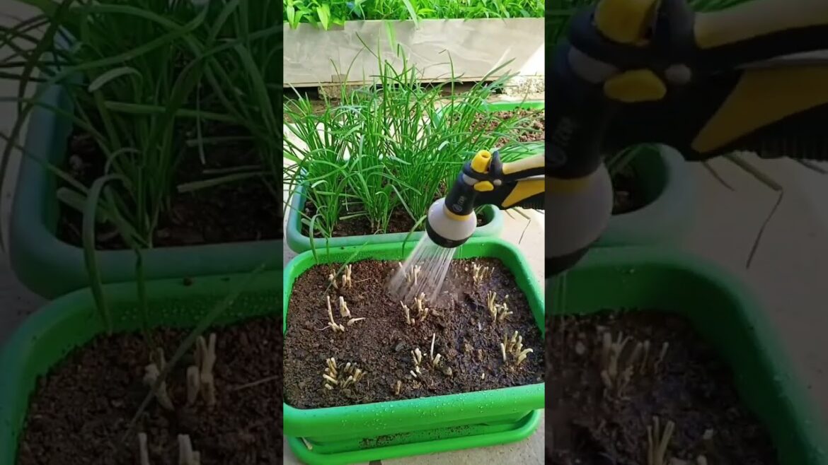 gardening ideas for home/ Inspiring vegetable /plants gardening ideas for home/ Inspiring vegetable /plants