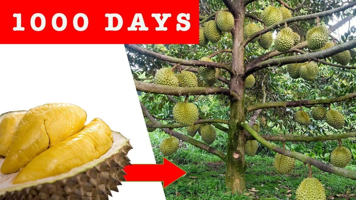 You will have a garden of durian - The king fruit of Asia - With this simple way