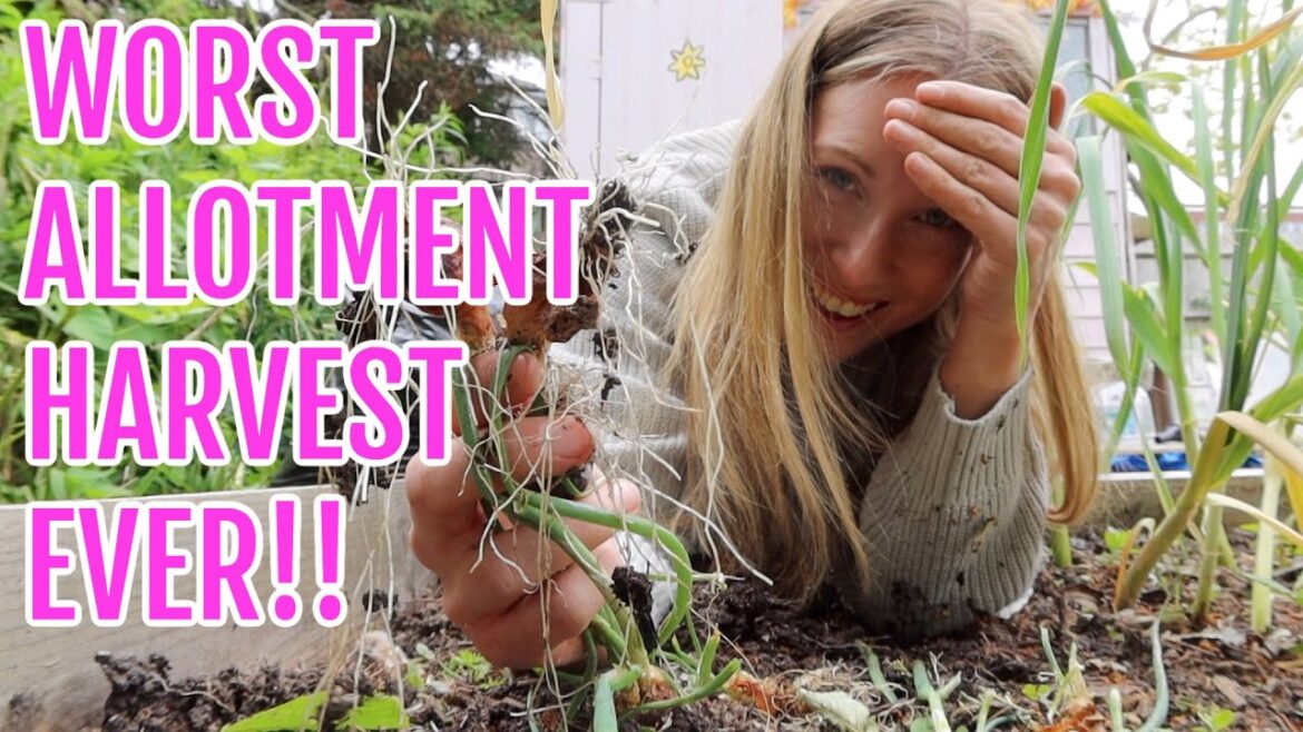 WORST ALLOTMENT HARVEST EVER! / ALLOTMENT GARDENING FOR BEGINNERS